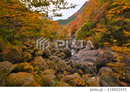 茨城県の袋田の滝周辺の滝川を彩る色鮮やかな木々と苔の紅葉 119852435