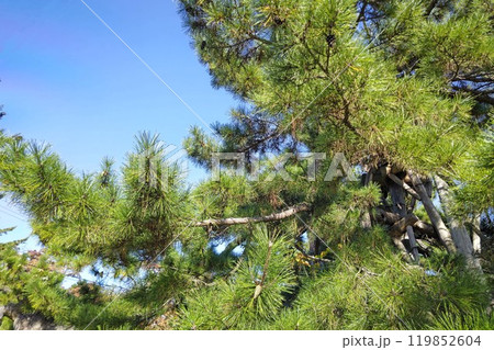 松の木を見上げる 松の木を見上げる 119852604