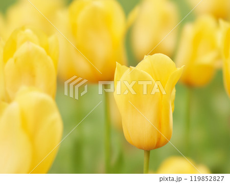 元気の出る一輪の黄色いチューリップの花のアップ ストロングゴールド 元気の出る一輪の黄色いチューリップの花のアップ ストロングゴールド 119852827