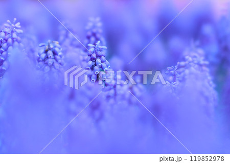 一面に群生するムスカリの花のクローズアップ 119852978
