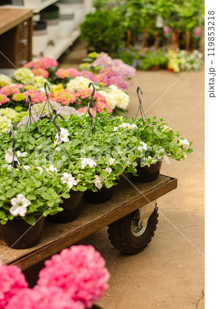 flowers in black pots on an old trolley in greenhouse High quality photo flowers in black pots on an old trolley in greenhouse High quality photo 119853218