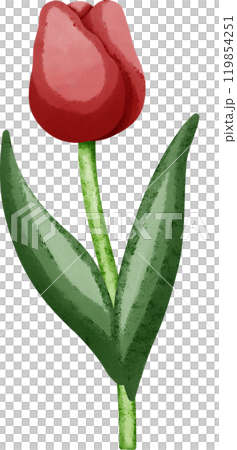 Coquette red tulip 119854251