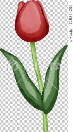 Coquette red tulip 119854296