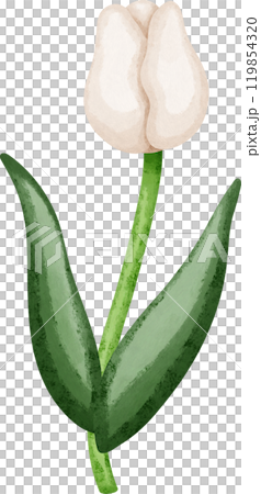 Coquette white tulip Coquette white tulip 119854320