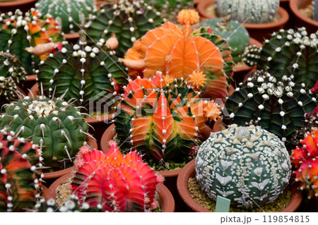 Gymnocalycium hybrid variegated in outdoor cactus farm. 119854815