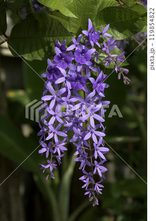 Petrea volubilis, commonly known as purple wreath, queen's wreath or sandpaper vine, is an evergreen flowering vine, native to Tropical America with violet flowers. Petrea volubilis, commonly known as purple wreath, queen's wreath or sandpaper vine, is an evergreen flowering vine, native to Tropical America with violet flowers. 119854822