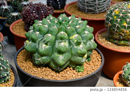 Gymnocalycium spp. variegated in outdoor cactus farm. Gymnocalycium spp. variegated in outdoor cactus farm. 119854856