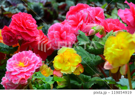 Blooming of colorful Begonia flowers in controlled tenperature dome. 119854919