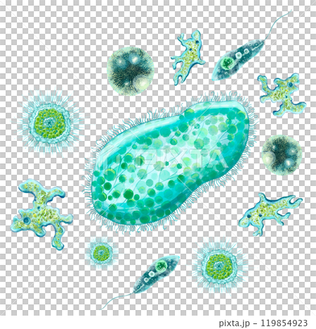 Unicellular bacteria and microorganisms. Color illustration of protozoa. Design of antibacterial agents, antiseptics and antibiotics. For printing of educational and medical books, manuals, posters. 119854923