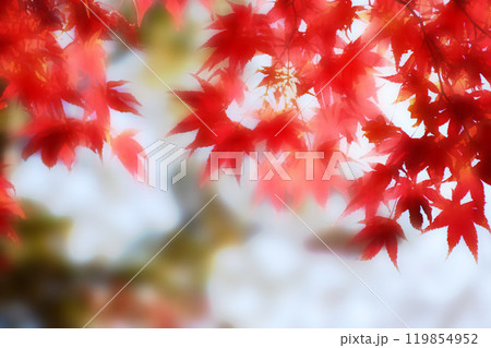Blurred autumn background with warm autumn sun light. 119854952