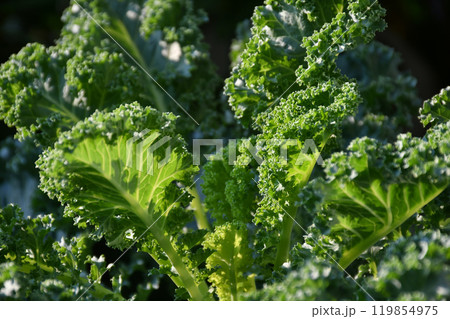 Fresh  Kale, Curl Leaf Kale . 119854975