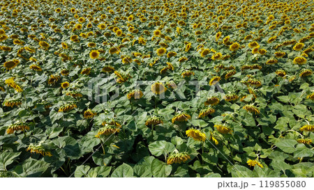 Sunflower field, top view. Sunflower plants bloom in a farmer's field. 119855080