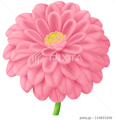 a flower of a pink dahlia a flower of a pink dahlia 119855200