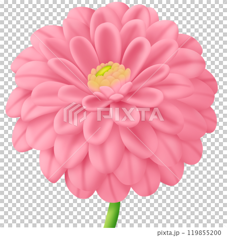 a flower of a pink dahlia 119855200