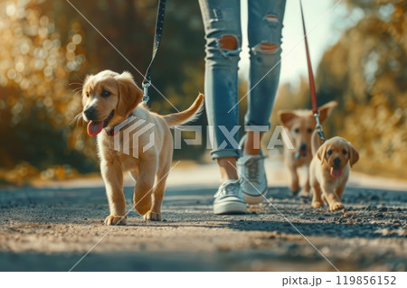 Professional dog walker, Walking dogs on a leash through the park, Canine Companions Professional dog walker, Walking dogs on a leash through the park, Canine Companions 119856152