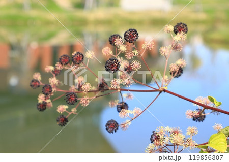 色づき始めた独活（ウド）の実 119856807