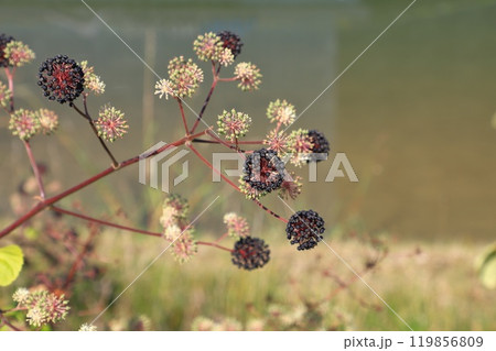 色づき始めた独活（ウド）の実 119856809