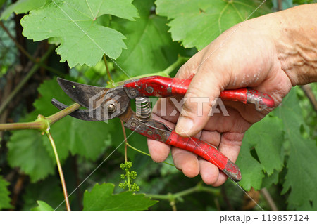 A man's hands cut a grapevine with a pruning shear. Seasonal gardening, pruning plants with pruning shears in the garden A man's hands cut a grapevine with a pruning shear. Seasonal gardening, pruning plants with pruning shears in the garden 119857124