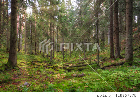 Morning in the old autumn pine forest Morning in the old autumn pine forest 119857379