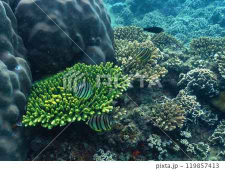 underwater landscape of a coral reef with colorful exotic fish 119857413