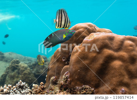 Colorful fish living in coral reefs, underwater landscape Colorful fish living in coral reefs, underwater landscape 119857414