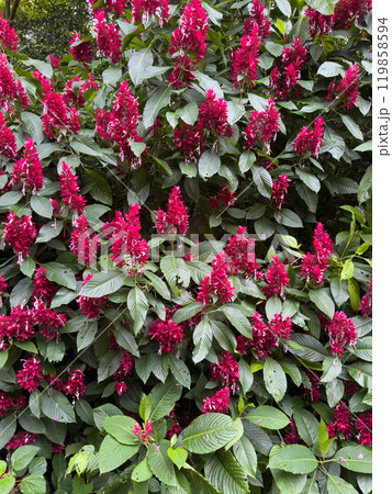 Vibrant red flowers blooming amid lush Vibrant red flowers blooming amid lush 119858594