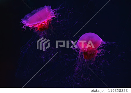 Fluorescent lion's mane jellyfish swimming underwater aquarium pool with red neon light. 119858828