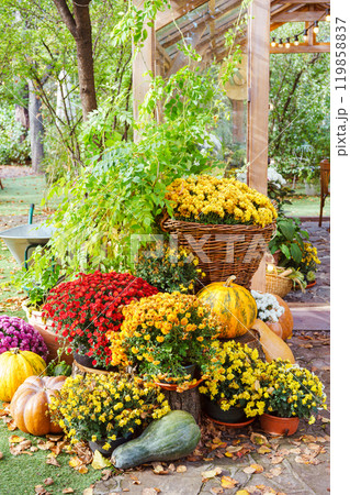 Vibrant autumn flowers and pumpkins arranged in a charming outdoor garden decorative composition Vibrant autumn flowers and pumpkins arranged in a charming outdoor garden decorative composition 119858837