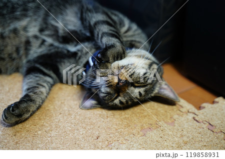 床で仰向けになって姉いる猫 119858931