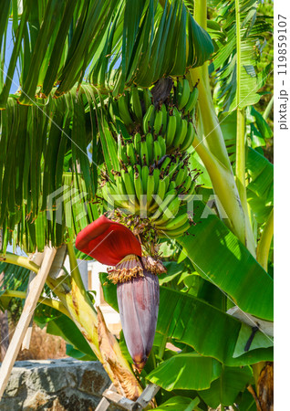 Banana blossoms and bunch of banana fruits hanging from a tree Banana blossoms and bunch of banana fruits hanging from a tree 119859107