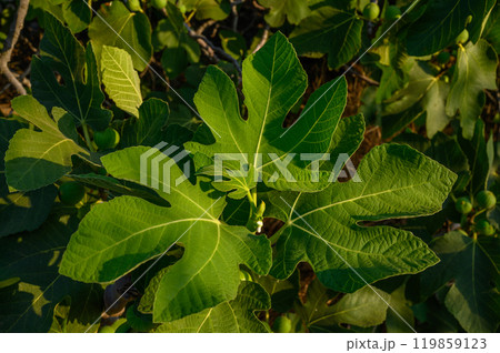 Green fig tree leaves in bright sunlight Green fig tree leaves in bright sunlight 119859123
