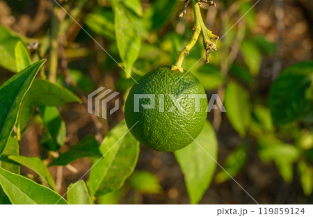 Closeup photo of green oranges growing on a tree Closeup photo of green oranges growing on a tree 119859124