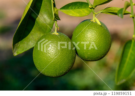 Closeup photo of green oranges growing on a tree Closeup photo of green oranges growing on a tree 119859151