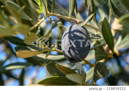 Close-Up of Olive growing on tree Close-Up of Olive growing on tree 119859152