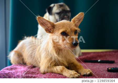 A red-haired dog lies at home on a sofa A red-haired dog lies at home on a sofa 119859164
