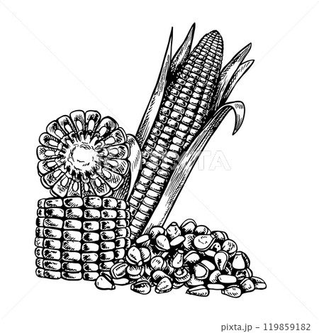 A corn cob, a sliced cob and a handful of grains. Vector graphics with the image of corn. Black and white hand-drawn illustration. On a white background. Great for labels, menus, posters and packages. 119859182