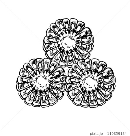 Corn cobs in the section. Vector graphics. Black and white hand-drawn illustration. On a white background. Great for labels, banners, posters and packages and menus. 119859184