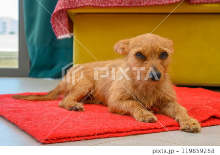 Close-up portrait of a cute little red dog with big ears on a red blanket 119859288