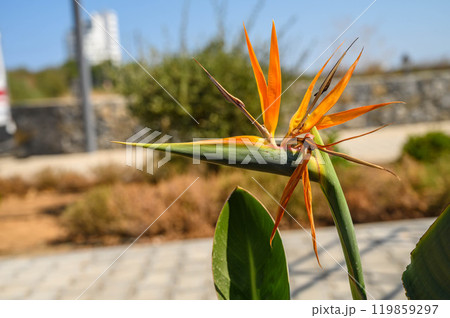 Strelitzia reginae / Crane flower / Bird of paradise 119859297