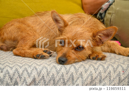 portrait of a small red dog lying on the sofa in a new house 119859311