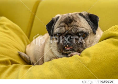 old pug lies on a yellow pillow portrait 119859391