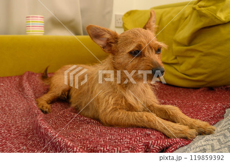 Close-up portrait of a cute little red dog with big ears lying on the sofa at home 119859392