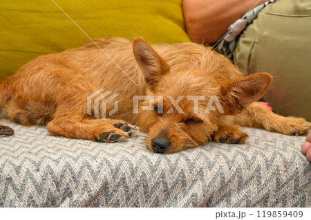 portrait of a small red dog lying in a new house 119859409