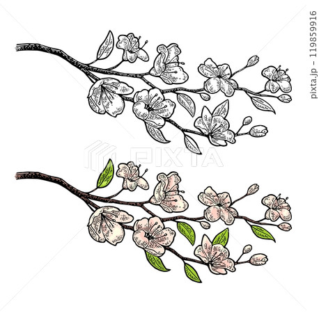 Sakura blossom. Cherry branch with flowers and bud. Petals falling. Sakura blossom. Cherry branch with flowers and bud. Petals falling. 119859916