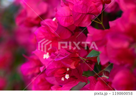 Vibrant bougainvillea blooms adorn a sunny garden in full splendor during the peak of spring\'s colorful awakening 119860058