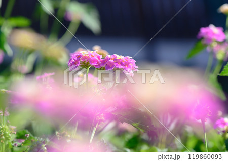 Vibrant pink flowers bloom gracefully in a sunlit garden during early summer, attracting buzzing bees among lush greenery Vibrant pink flowers bloom gracefully in a sunlit garden during early summer, attracting buzzing bees among lush greenery 119860093