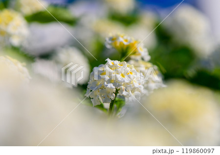 Delicate white flowers bloom under a clear blue sky in a sunlit garden during the vibrant spring season, inviting bees and bliss Delicate white flowers bloom under a clear blue sky in a sunlit garden during the vibrant spring season, inviting bees and bliss 119860097