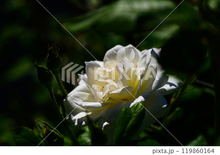 A delicate white rose blooms gracefully amidst lush green foliage on a sunlit afternoon, capturing nature\'s serene beauty A delicate white rose blooms gracefully amidst lush green foliage on a sunlit afternoon, capturing nature\'s serene beauty 119860164