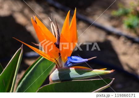 Vibrant orange and blue flower emerging from lush green foliage in a sunny garden setting 119860171