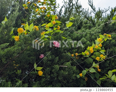 花と緑のある風景 119860455